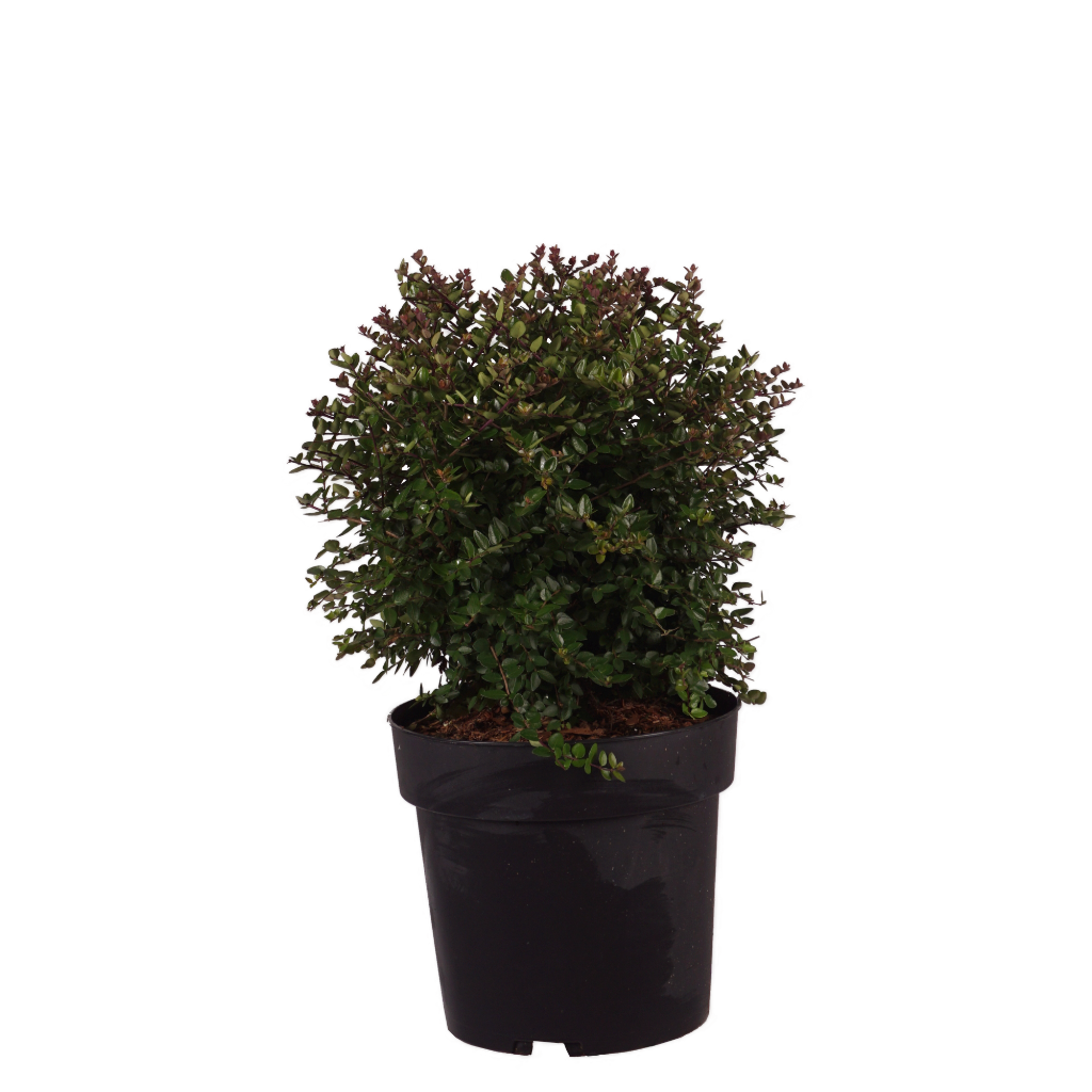 Heckenmyrte Garden Clouds® 'Copper Glow' Cremeweiß
