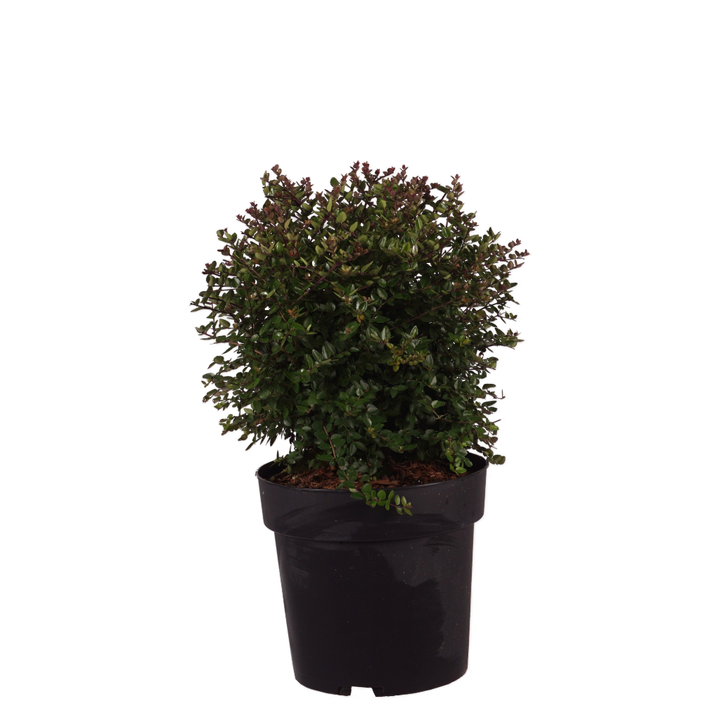 Heckenmyrte Garden Clouds® 'Copper Glow' Cremeweiß