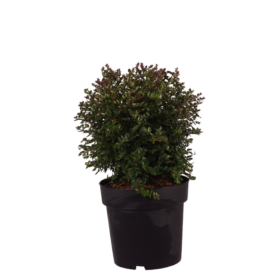 Heckenmyrte Garden Clouds® 'Copper Glow' Cremeweiß