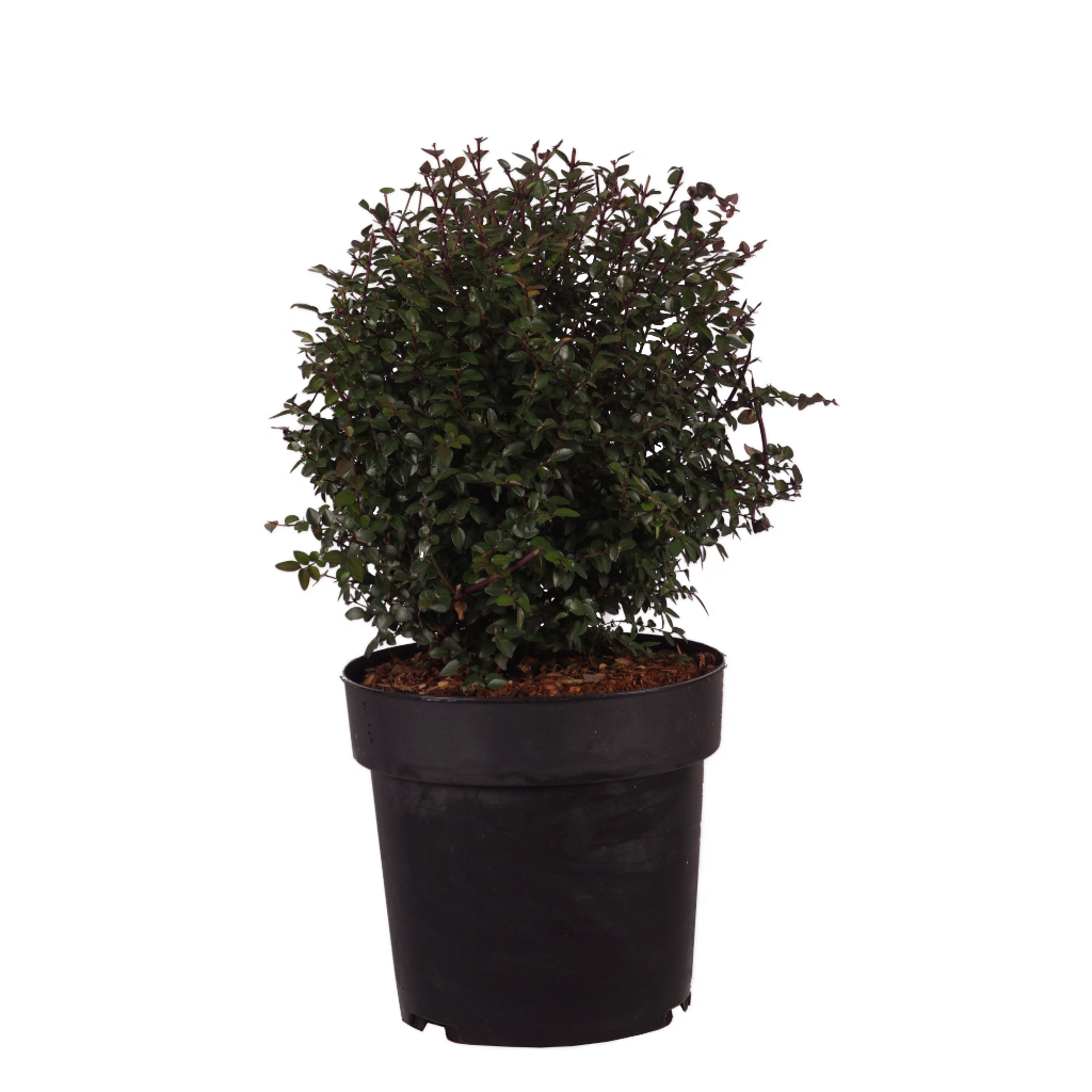 Heckenmyrte Garden Clouds® 'Purple Storm' Cremeweiß