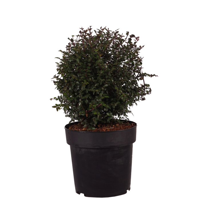 Heckenmyrte Garden Clouds® 'Purple Storm' Cremeweiß