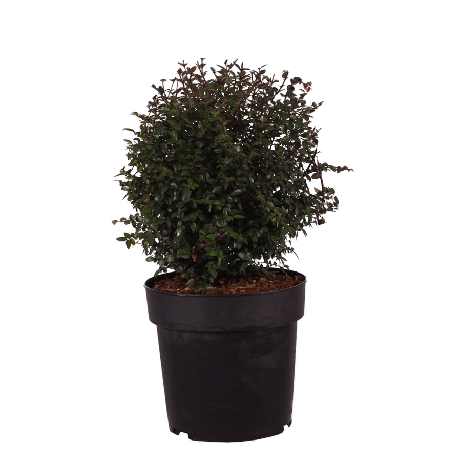 Heckenmyrte Garden Clouds® 'Purple Storm' Cremeweiß