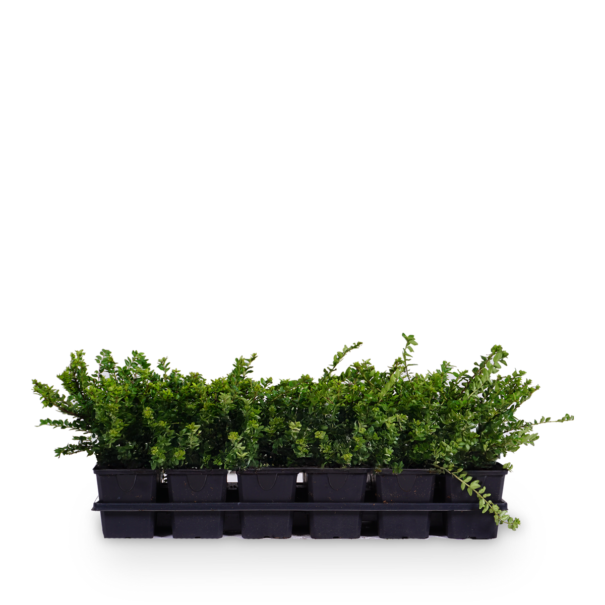 Heckenmyrte 'Maigrün' (Mehrfach-Set)