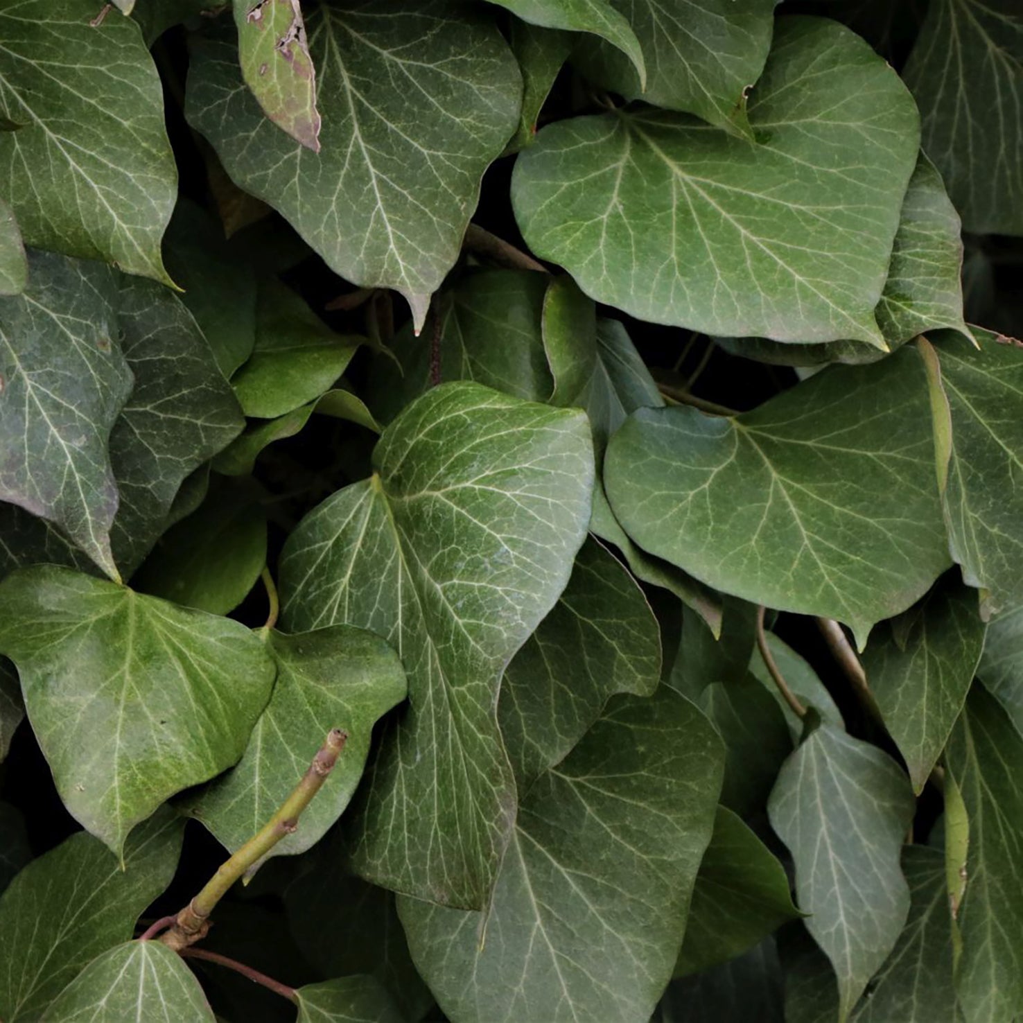 Hedera colchica