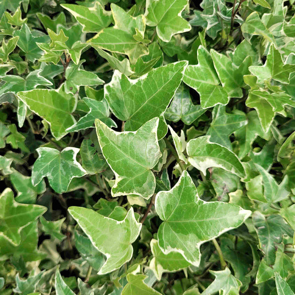 Hedera helix 'Glacier'