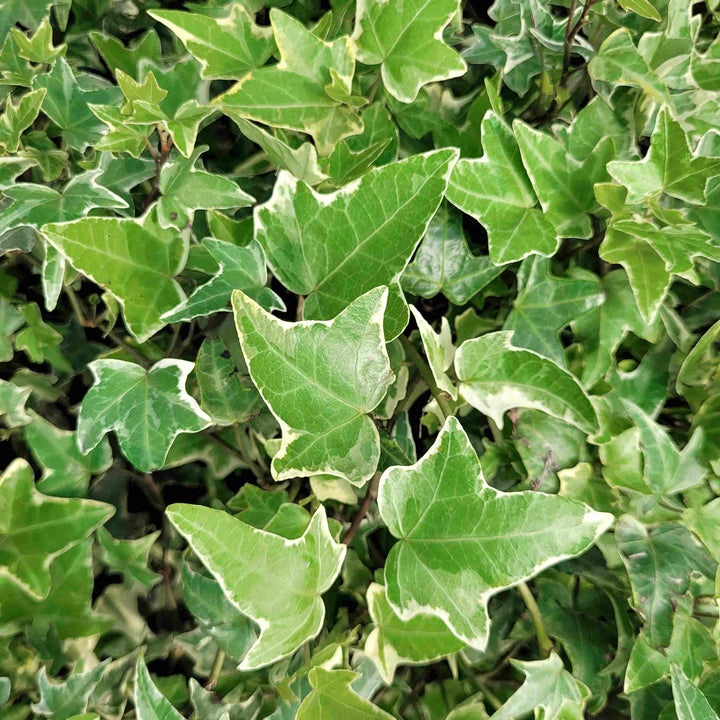 Hedera helix 'Glacier'