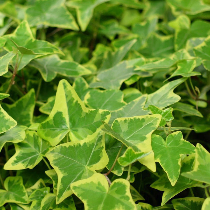 Hedera helix 'Goldchild'