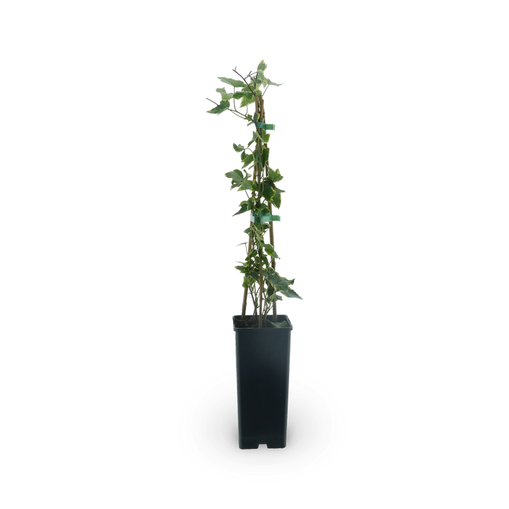 Hedera helix 'Goldchild'