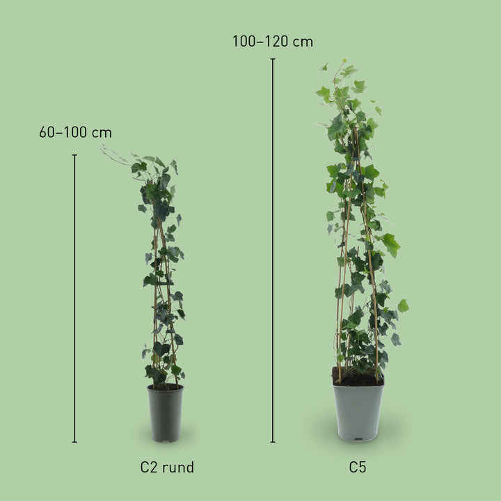 Größe von Hedera helix hibernica