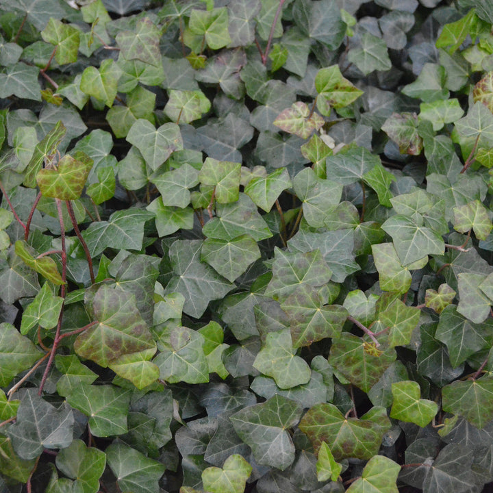Hedera helix hibernica