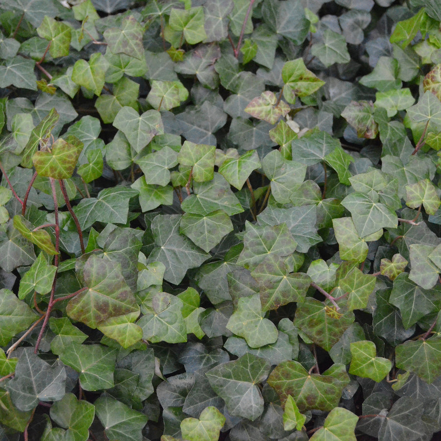 Hedera helix hibernica