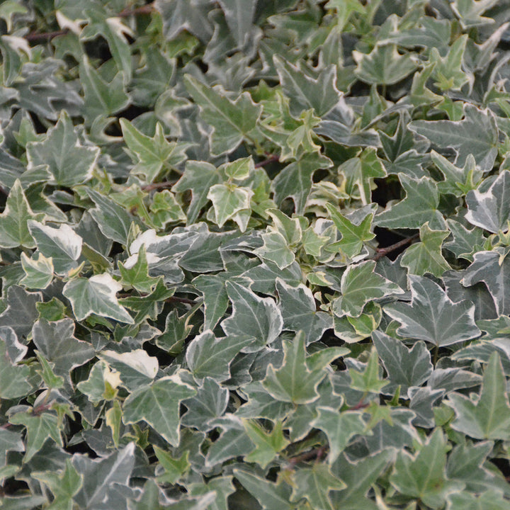 Hedera helix 'Little Diamond'