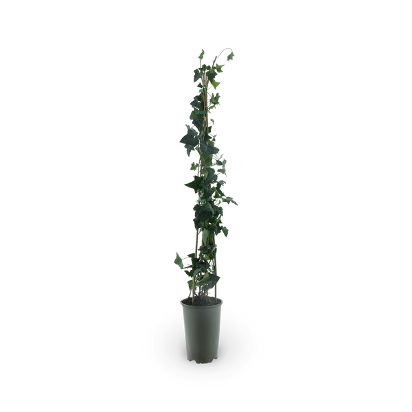 Hedera helix 'Plattensee'