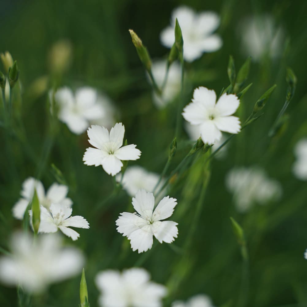 Heide-Nelke 'Albus' Weiß