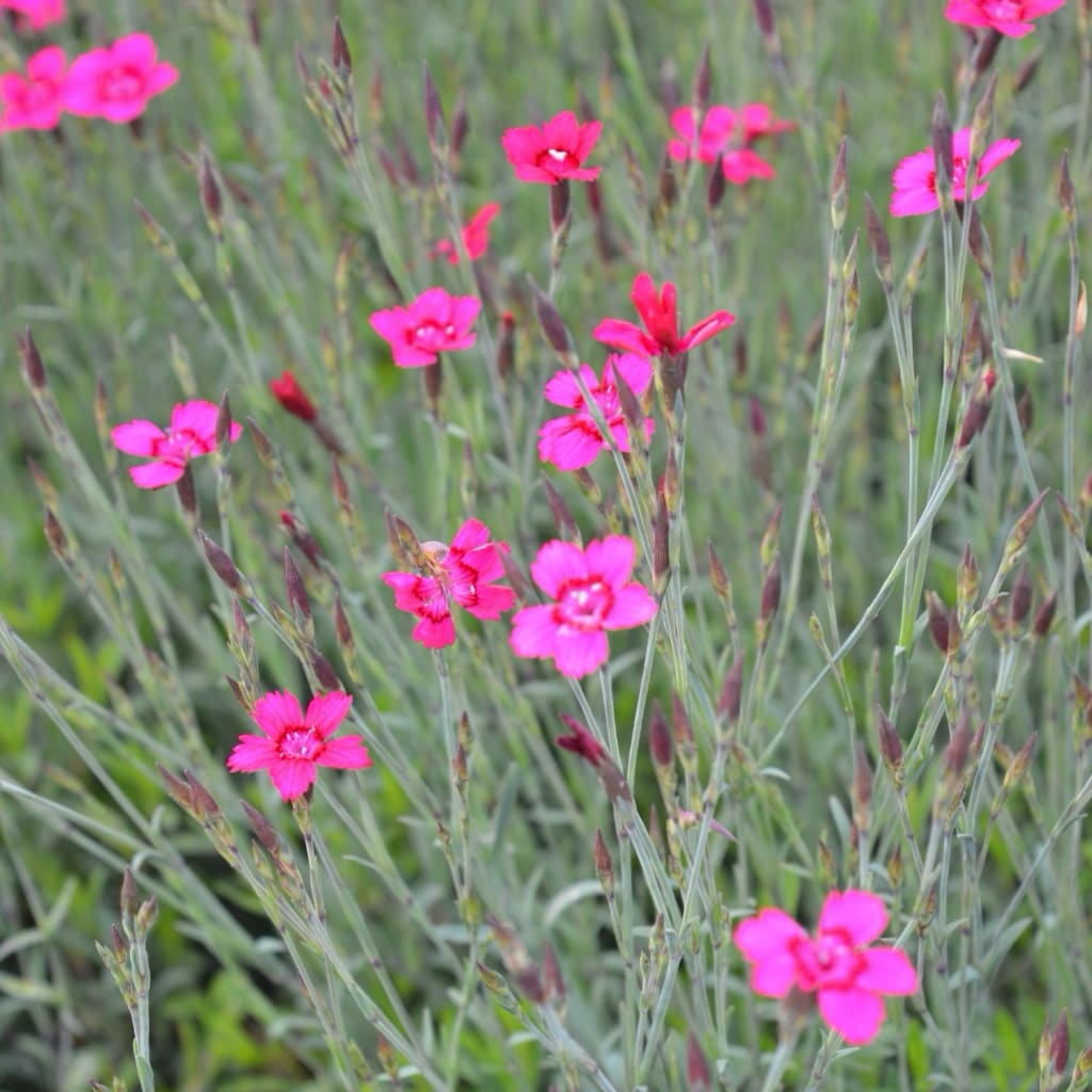 Heide-Nelke 'Leuchtfunk' Rot