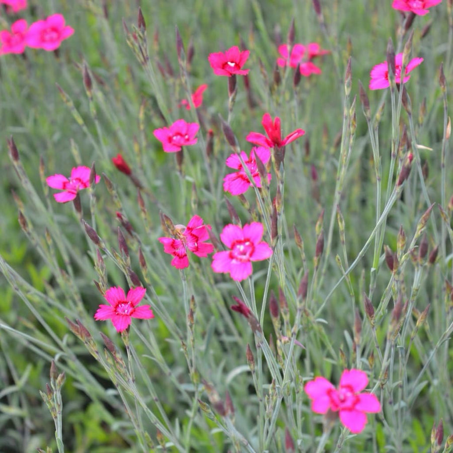 Heide-Nelke 'Leuchtfunk' Rot