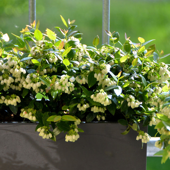 Heidelbeere BrazelBerry® 'BerryBux'® auf dem Balkon