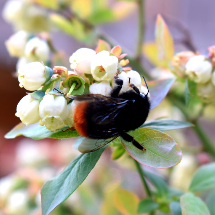 Biene an Heidelbeere BrazelBerry® 'BerryBux'®