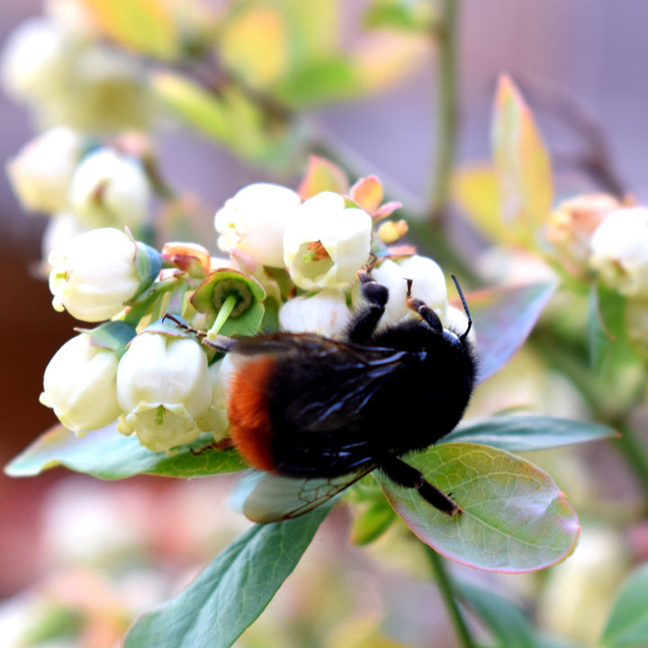 Biene an Heidelbeere BrazelBerry® 'Jelly Bean'®