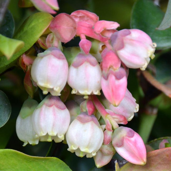 Blüten der Heidelbeere BrazelBerry® 'Peach Sorbet'®