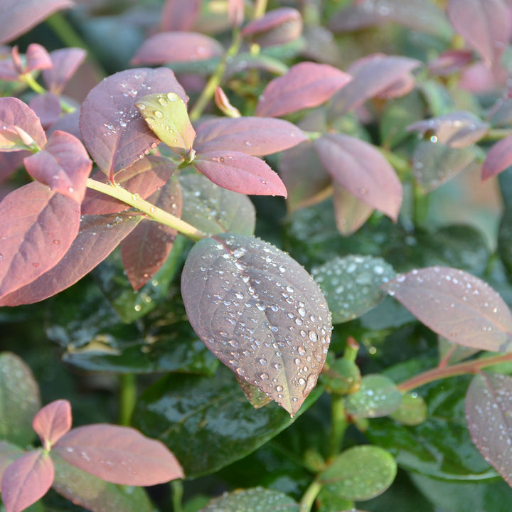 Blattfärbung der Heidelbeere BrazelBerry® 'Pink Breeze'®