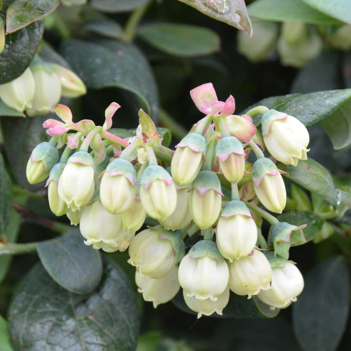 Blüten der Heidelbeere BrazelBerry® 'Pink Breeze'®