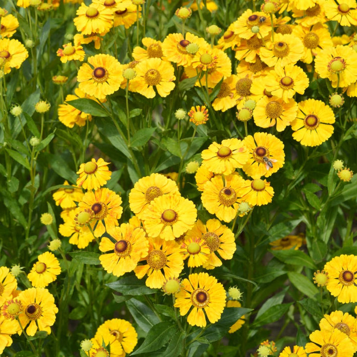 Helenium x cultorum 'Goldrausch'