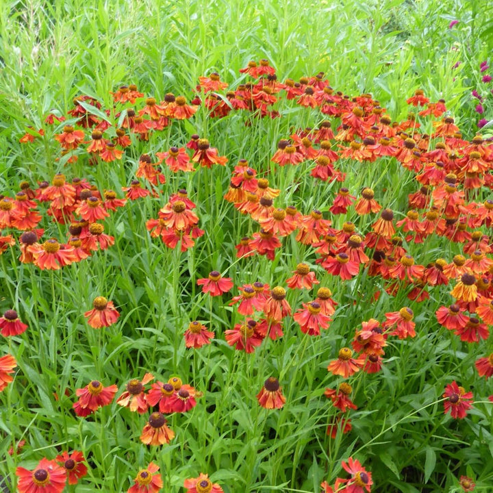 Helenium x cultorum 'Moerheim Beauty'
