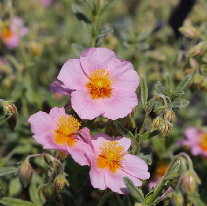 Helianthemum x cultorum 'Lawrensons Pink'
