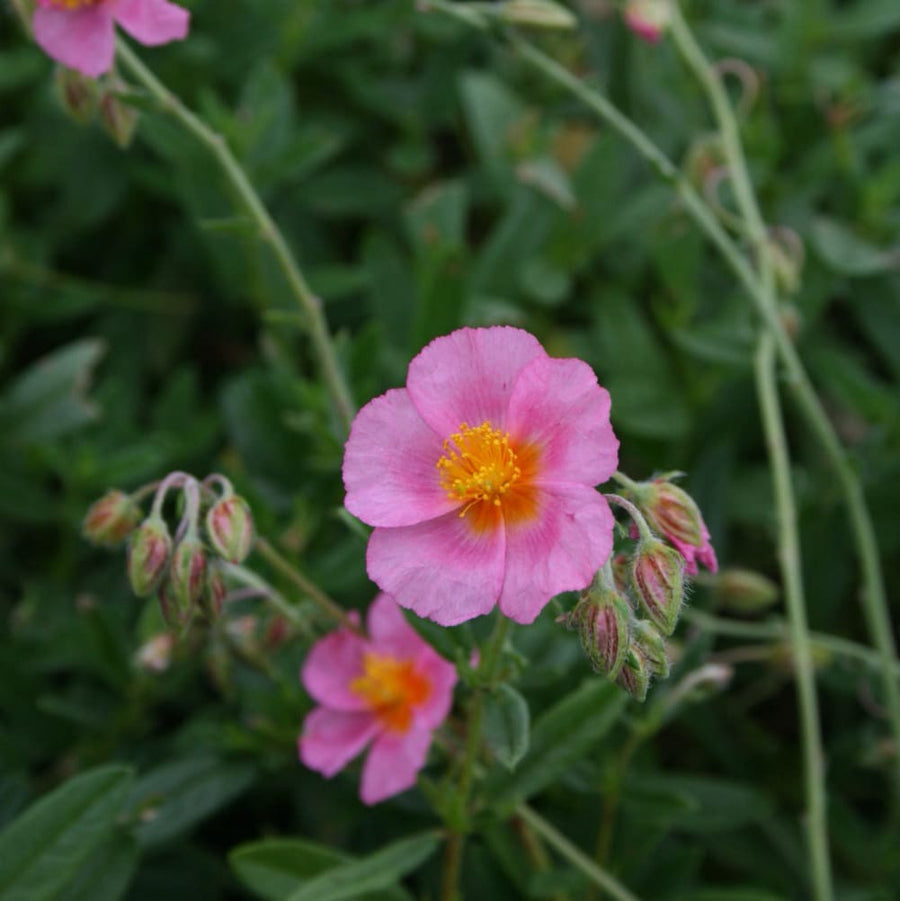 Helianthemum x cultorum 'Lawrensons Pink'