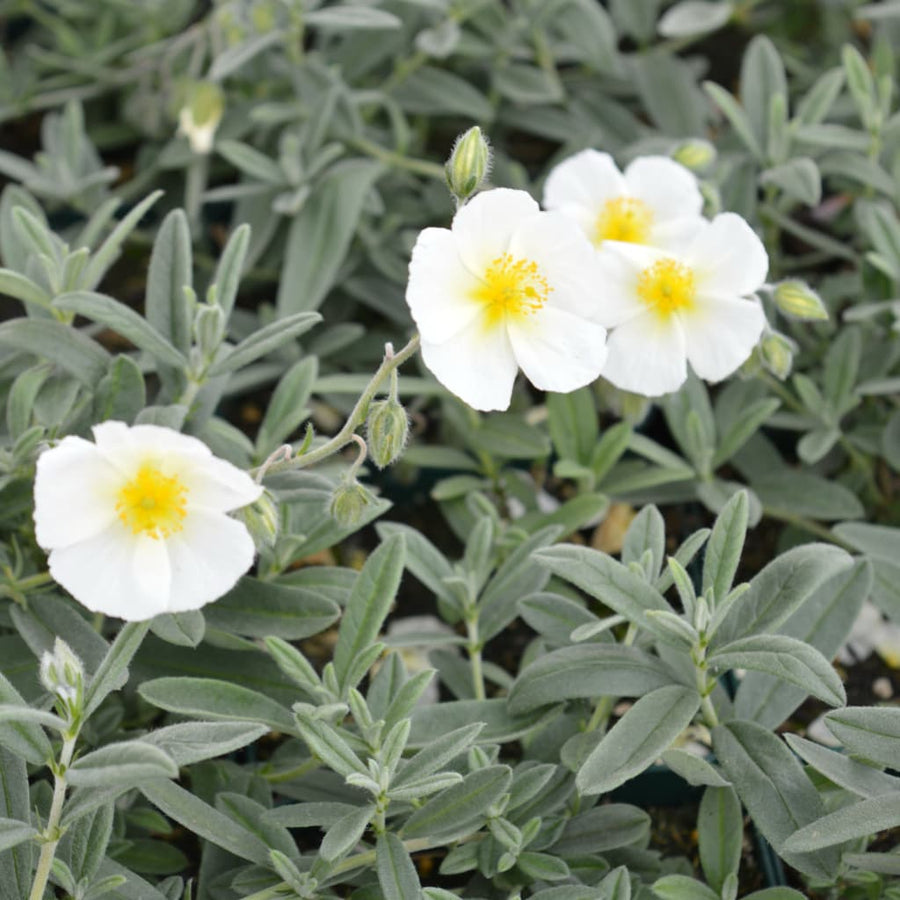 Helianthemum x cultorum 'Snow Queen'