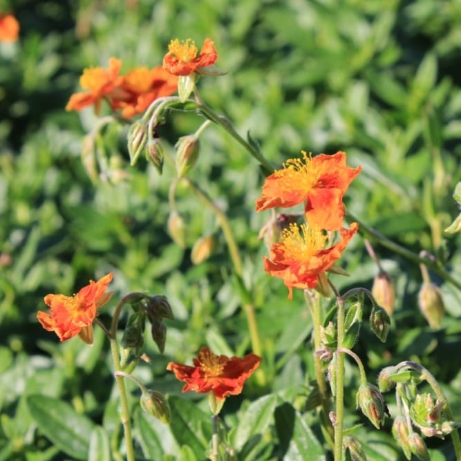 Helianthemum x cultorum 'Watergate Orange'