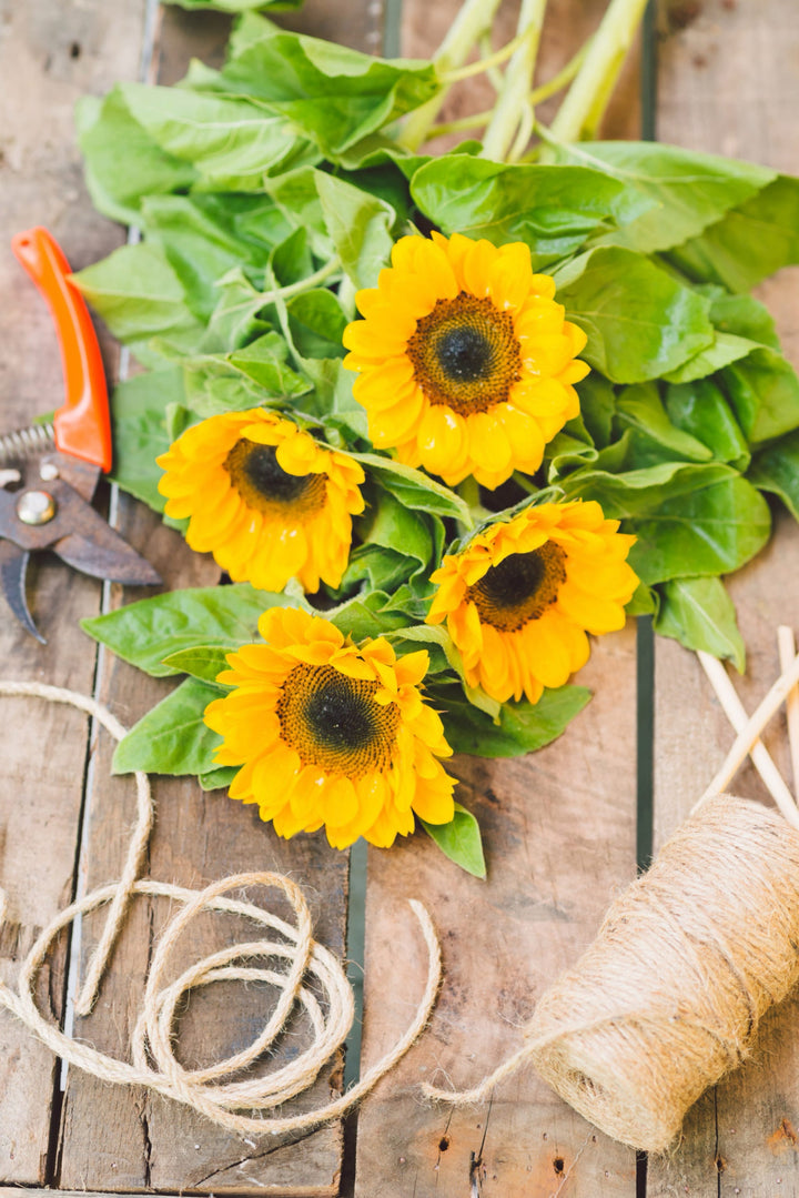 Helianthus annuus 'Bambino'