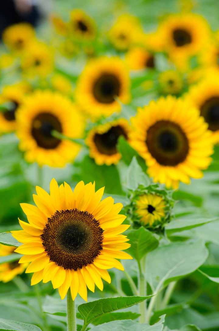 Helianthus annuus 'Henry Wilde'