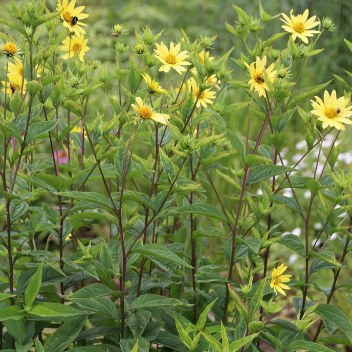 Helianthus microceph. 'Lemon Queen'