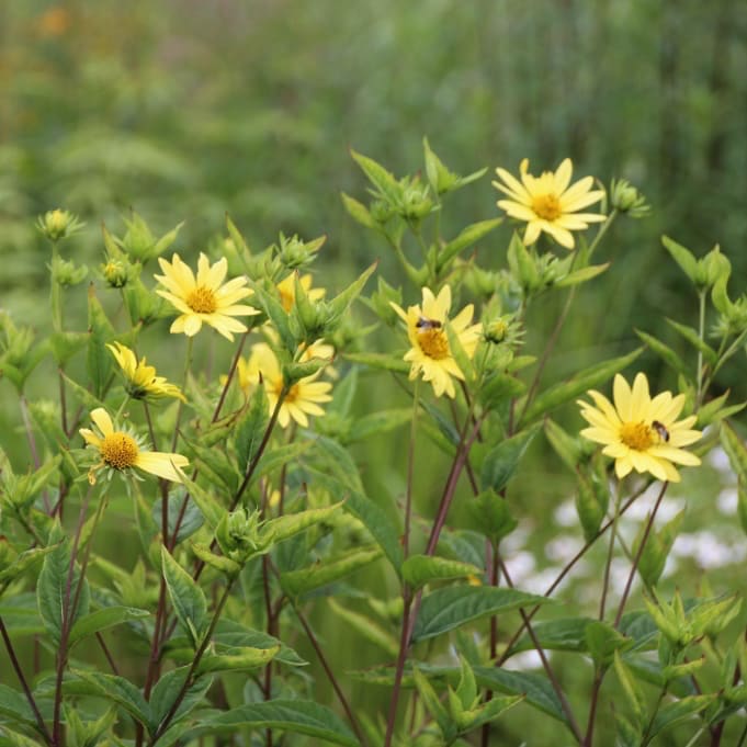 Helianthus microceph. 'Lemon Queen'