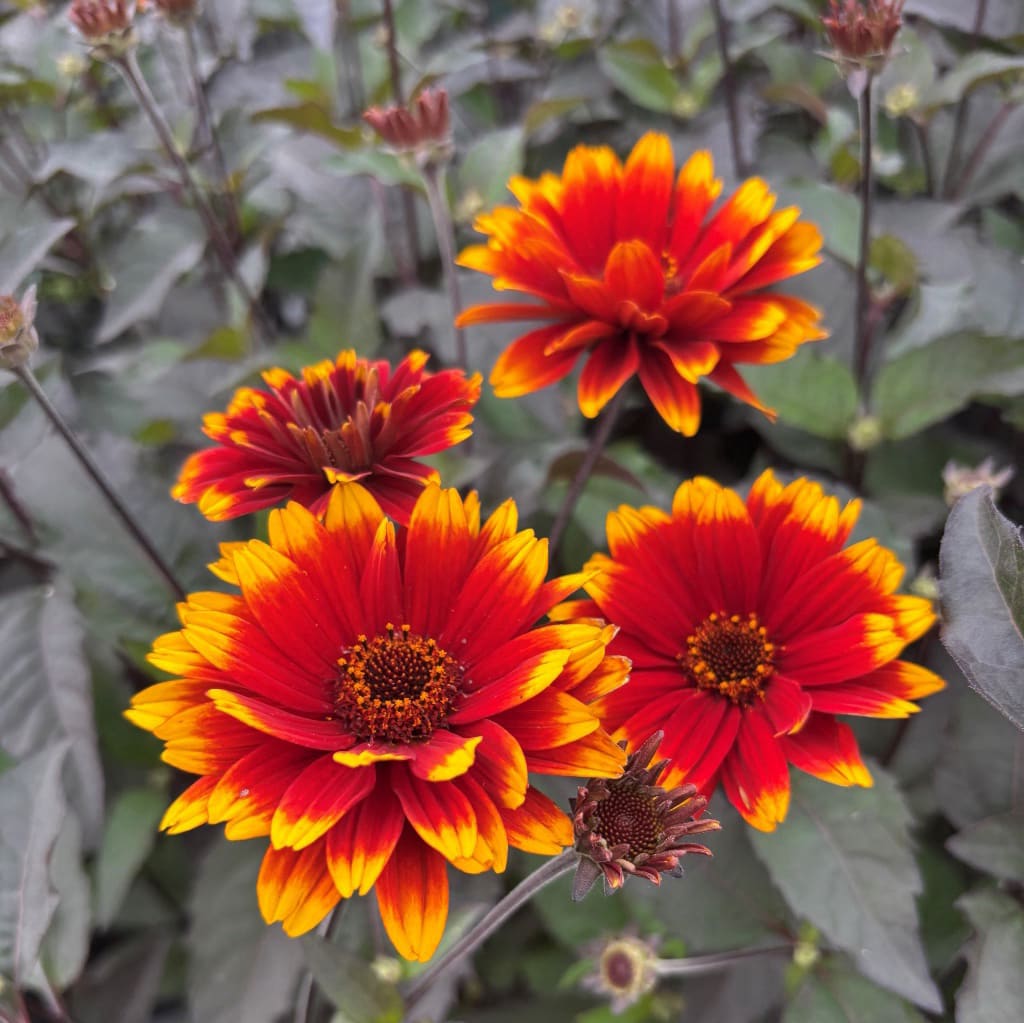 Heliopsis scabra 'Bonfire Sunset'®
