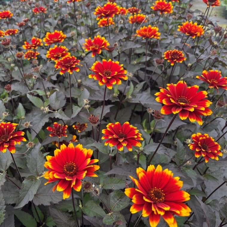 Heliopsis scabra 'Bonfire Sunset'®