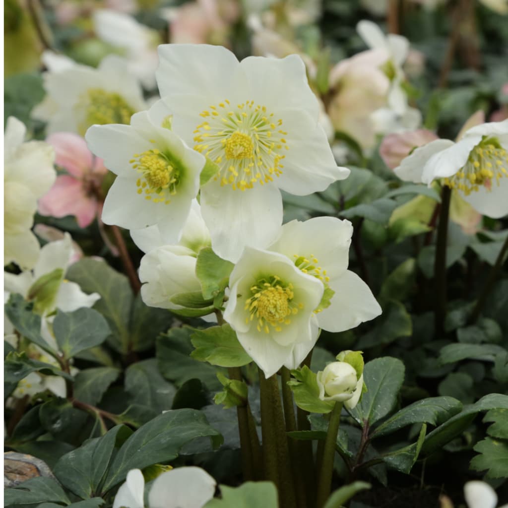 Helleborus niger