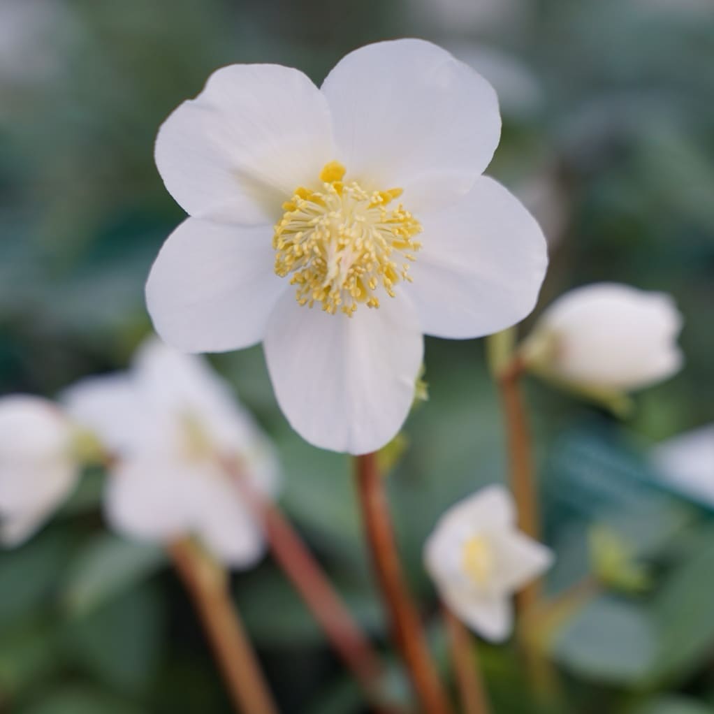 Helleborus niger