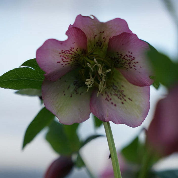 Helleborus x orientalis 'Montsegur'