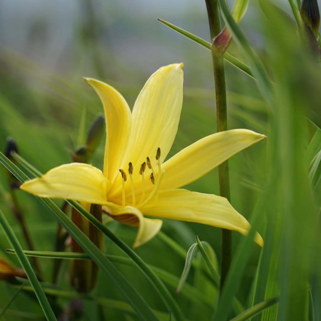Hemerocallis lilioasphodelus