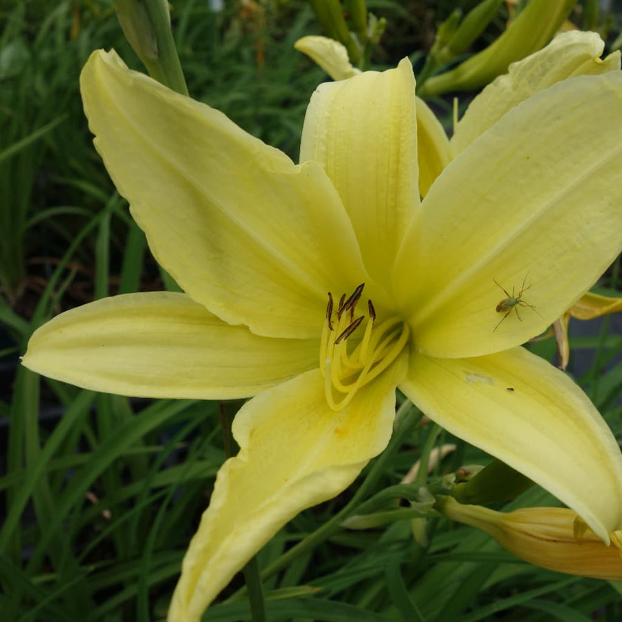 Hemerocallis lilioasphodelus