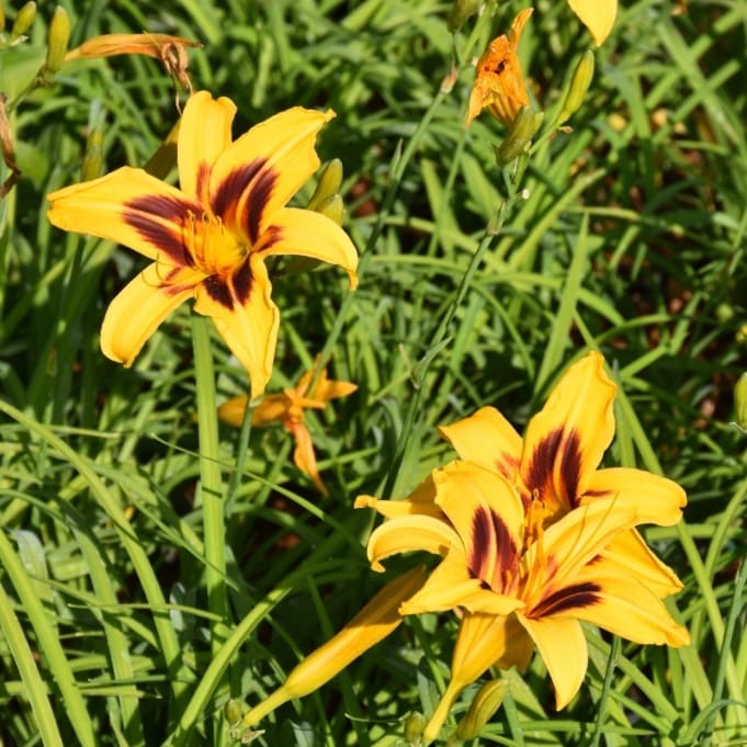 Hemerocallis x cultorum 'Bonanza'