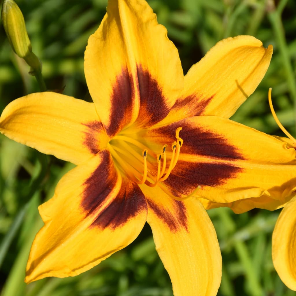 Hemerocallis x cultorum 'Bonanza'