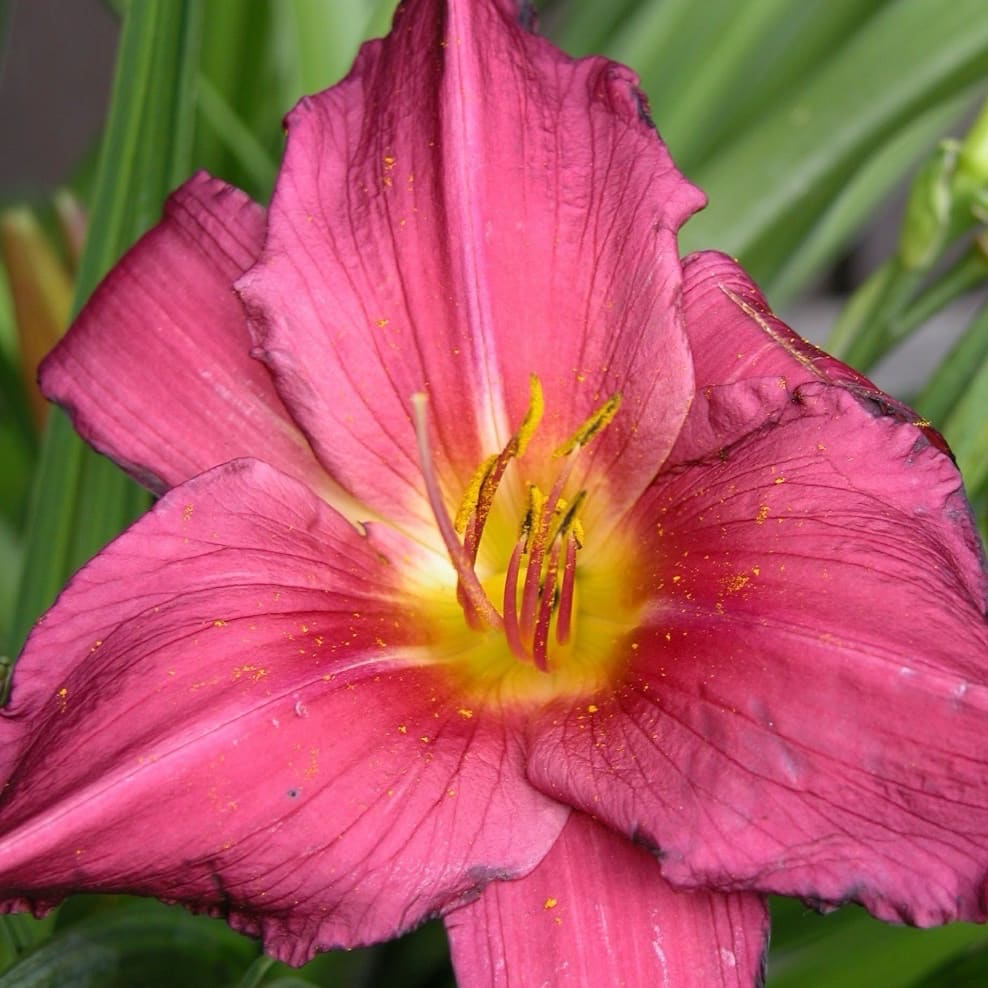 Hemerocallis x cultorum 'Little Missy'