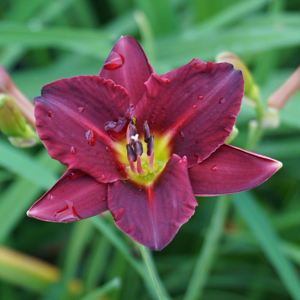 Hemerocallis x cultorum 'Pardon Me'