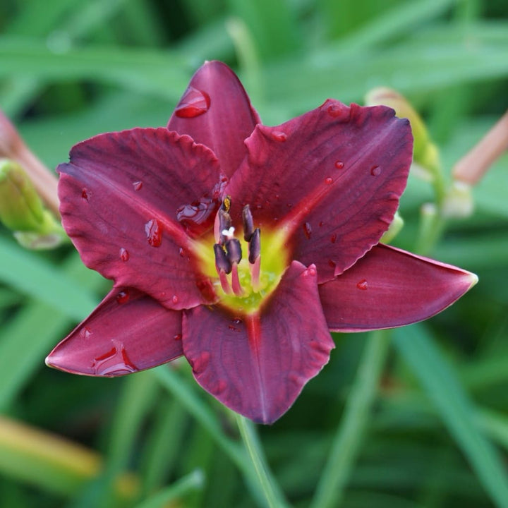 Hemerocallis x cultorum 'Pardon Me'