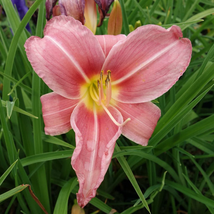 Hemerocallis x cultorum 'Pink Damask'