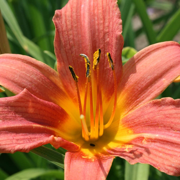 Hemerocallis x cultorum 'Pink Damask'